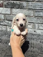 Sampson dapple, a male Miniature Dachshund for sale in Paris, TX – 2 of 8