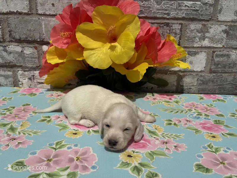 Sampson – Miniature Dachshund puppy for sale in Paris, TX