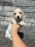 Sampson dapple, a male Miniature Dachshund for sale in Paris, TX – 5 of 8