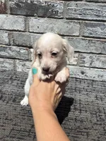 Sampson dapple, a male Miniature Dachshund for sale in Paris, TX – 6 of 8