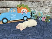 Sampson, a male Miniature Dachshund for sale in Paris, TX – Photo 5 of 6