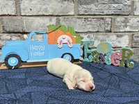 Sampson, a male Miniature Dachshund for sale in Paris, TX – Photo 2 of 6