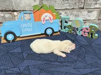 Sampson, a male Miniature Dachshund for sale in Paris, TX – Photo 3 of 6