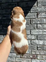Misfit (dapple), a male Miniature Dachshund for sale in Paris, TX – 10 of 10