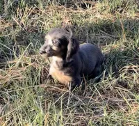 Poppy, a female Miniature Dachshund for sale in Paris, TX – 9 of 10