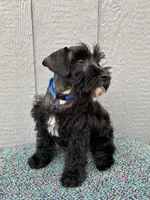 Hank, a  Schnoodle for sale in Paris, TX – Photo 6 of 7