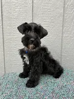 Hank, a  Schnoodle for sale in Paris, TX – Photo 7 of 7