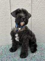 Hank, a  Schnoodle for sale in Paris, TX – Photo 4 of 7