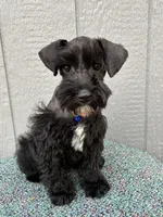 Hank, a  Schnoodle for sale in Paris, TX – Photo 2 of 7