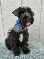 Hank, a  Schnoodle for sale in Paris, TX – Photo 5 of 7