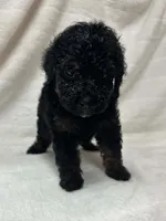Zoro, a male Poodle - Toy  for sale in Paris, TX – 6 of 6