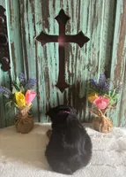 Eve, a female Yorkshire Terrier for sale in Paris, TX – 8 of 10