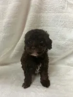 Itty Bitty, a female Poodle - Toy  for sale in Paris, TX – 1 of 6