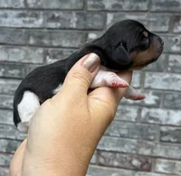 Lady, a female Miniature Dachshund for sale in Paris, TX – 4 of 8