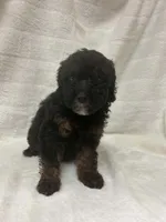 Lady, a female Poodle - Toy  for sale in Paris, TX – 6 of 8