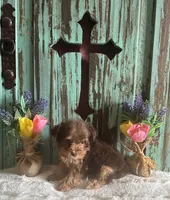 Lyla , a female Yorkshire Terrier for sale in Paris, TX – 5 of 8