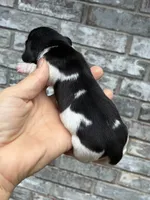 Lady, a female Miniature Dachshund for sale in Paris, TX – 6 of 8