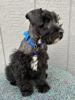 Hank, a  Schnoodle for sale in Paris, TX – Photo 3 of 7