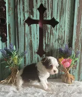 Kane, a male Yorkshire Terrier for sale in Paris, TX – 3 of 7