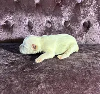 Tucker, a female Miniature Schnauzer for sale in Paris, TX – Photo 5 of 5