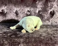 Tucker, a female Miniature Schnauzer for sale in Paris, TX – Photo 2 of 5