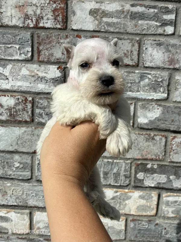 Tucker – Miniature Schnauzer puppy for sale in Paris, TX