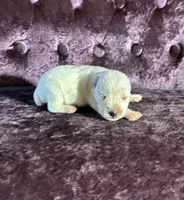 Tucker, a female Miniature Schnauzer for sale in Paris, TX – Photo 3 of 5