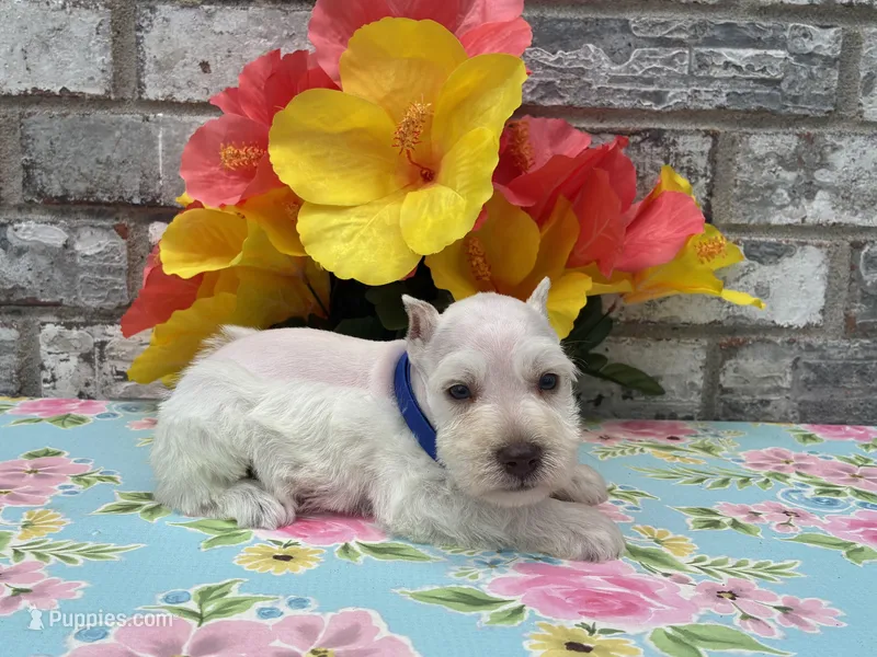 Tucker – Miniature Schnauzer puppy for sale in Paris, TX