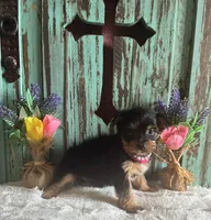 Lizzie, a female Yorkshire Terrier for sale in Paris, TX – 4 of 7