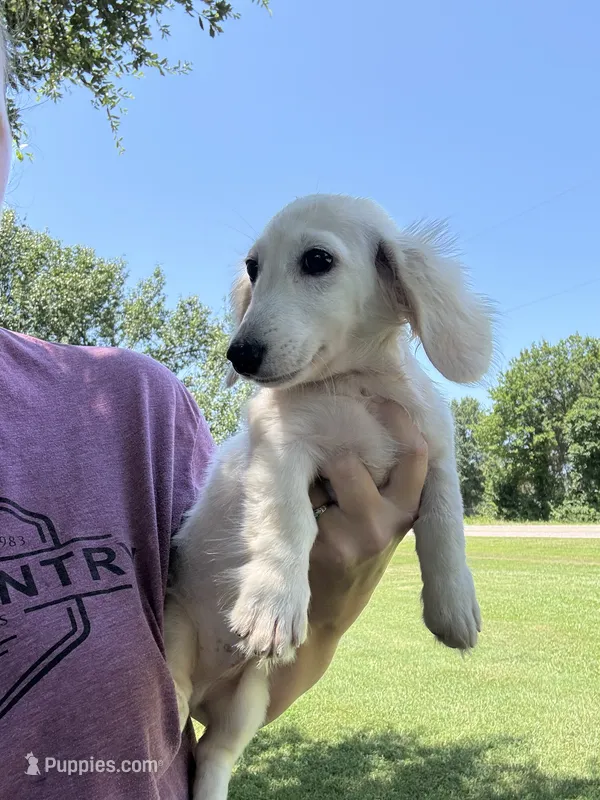 Sampson dapple – Miniature Dachshund puppy for sale in Paris, TX