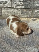 Misfit (dapple), a male Miniature Dachshund for sale in Paris, TX – 3 of 10