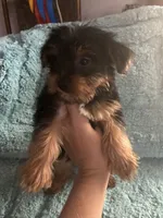 Lizzie, a female Yorkshire Terrier for sale in Paris, TX – 6 of 9