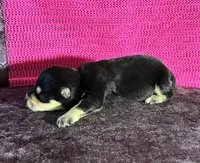 Chloe, a female Miniature Schnauzer for sale in Paris, TX – Photo 2 of 6