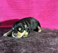 Chloe, a female Miniature Schnauzer for sale in Paris, TX – Photo 3 of 6