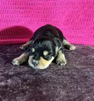 Chloe, a female Miniature Schnauzer for sale in Paris, TX – Photo 4 of 6