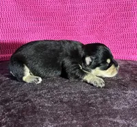 Chloe, a female Miniature Schnauzer for sale in Paris, TX – Photo 6 of 6