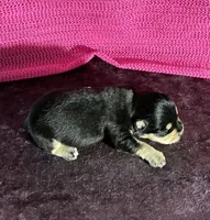 Chloe, a female Miniature Schnauzer for sale in Paris, TX – Photo 5 of 6