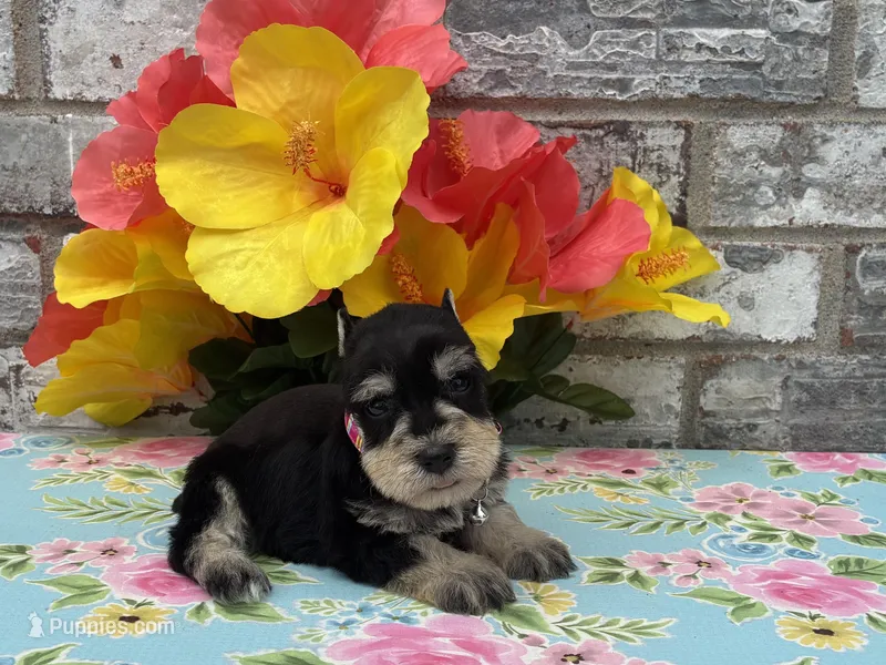 Chloe – Miniature Schnauzer puppy for sale in Paris, TX