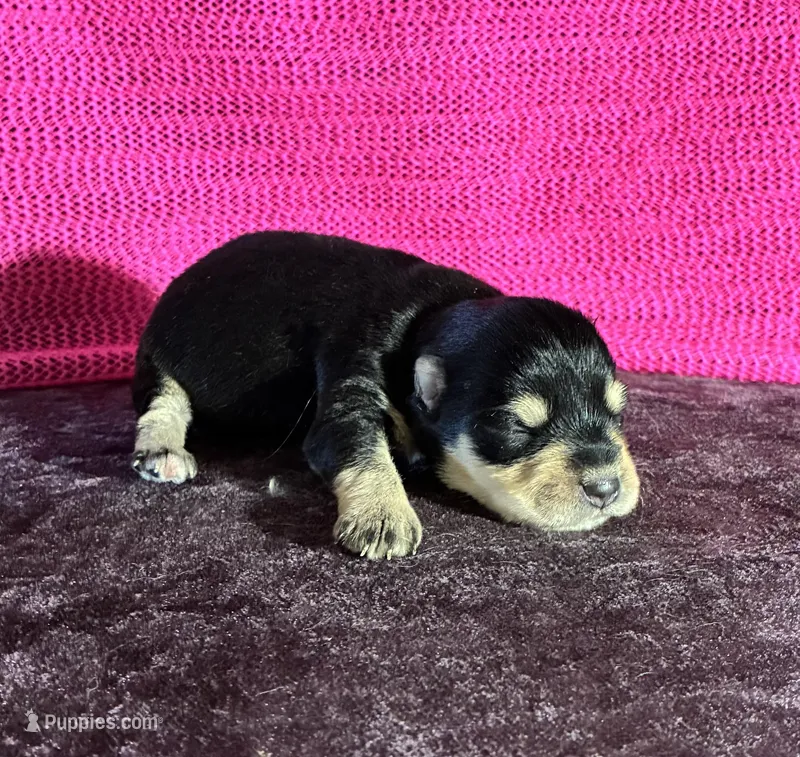 Chloe – Miniature Schnauzer puppy for sale in Paris, TX