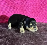 Chloe, a female Miniature Schnauzer for sale in Paris, TX – Photo 1 of 6