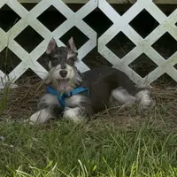 Zeke, a male Miniature Schnauzer for sale in Paris, TX – 7 of 10
