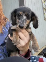 Poppy, a female Miniature Dachshund for sale in Paris, TX – 5 of 10