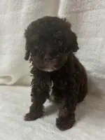 Itty Bitty, a female Poodle - Toy  for sale in Paris, TX – 6 of 6