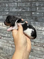 Lady, a female Miniature Dachshund for sale in Paris, TX – 3 of 8