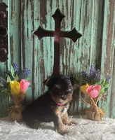Eve, a female Yorkshire Terrier for sale in Paris, TX – 5 of 10