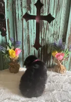 Lizzie, a female Yorkshire Terrier for sale in Paris, TX – 2 of 7