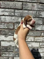 Misfit, a male Miniature Dachshund for sale in Paris, TX – 9 of 9