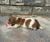 Misfit, a male Miniature Dachshund for sale in Paris, TX – 6 of 9
