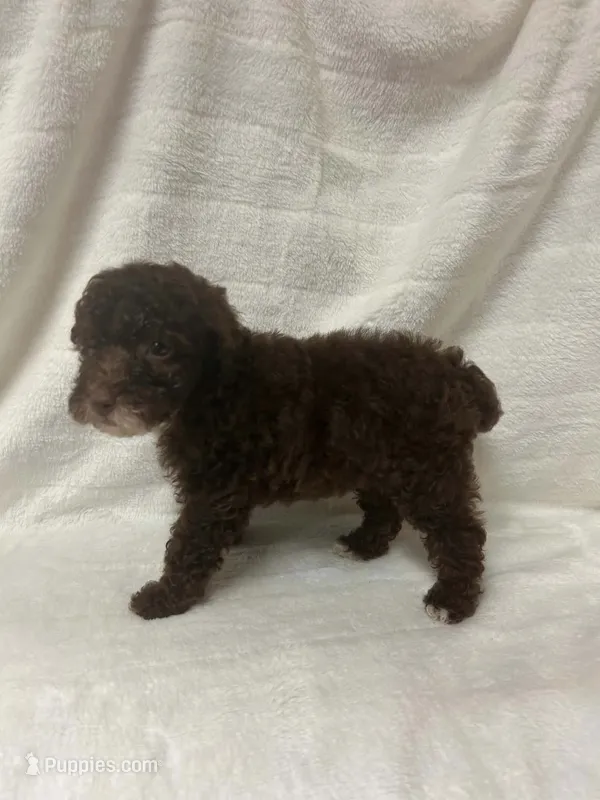 Nova – Poodle - Toy  puppy for sale in Paris, TX