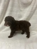 Nova, a female Poodle - Toy  for sale in Paris, TX – 1 of 9